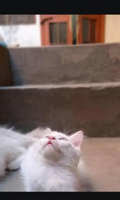parson