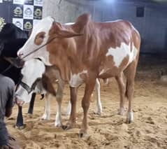 kheera bull available