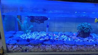 fish life