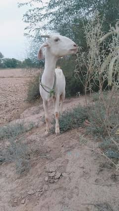 Burbury teddy bakri