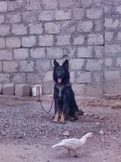 dog