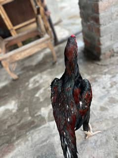 aseelthai