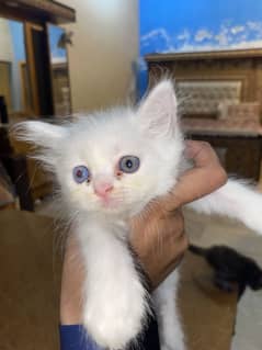 Female kitten with odd eyes