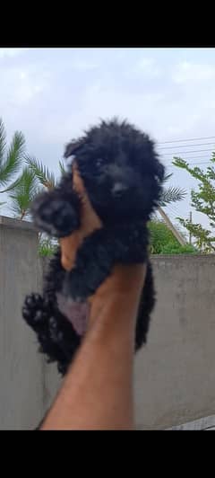 German shepherd | black Gsd | long coat puppys | 0313 7076947 call