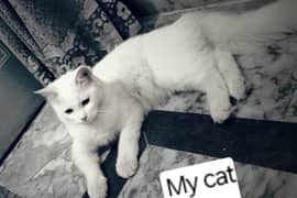 Abdul