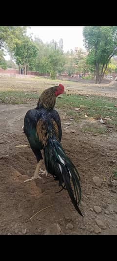 aseel lasani breed