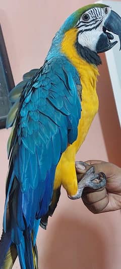 Blue n Gold Macaw 2 Pieces Available 0317-2151409