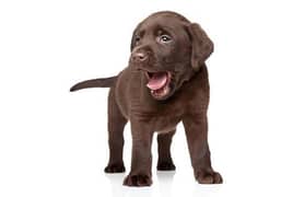 Labradoor