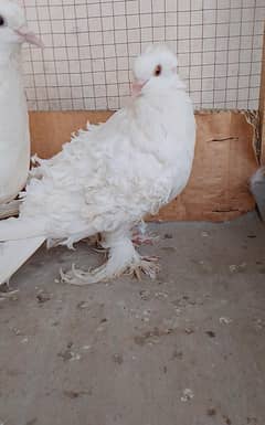 Frill back pigeon
