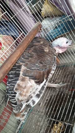 turkey WhatsApp 03182373549 ok he bilkul mashaAllah healthy h