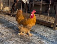 Golden puff pair for sale 03201429548