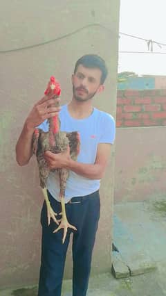 shamo male