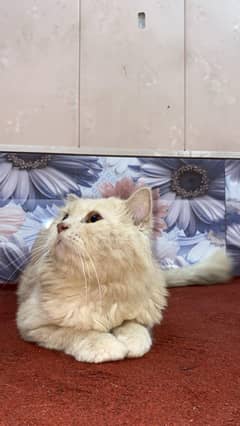 male cat