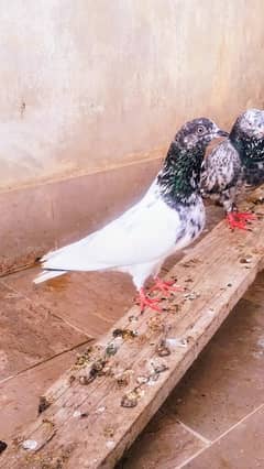 high flyer pigeon silver kabootar