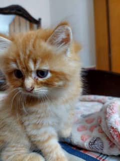 2 male 1 female Persian cat kids