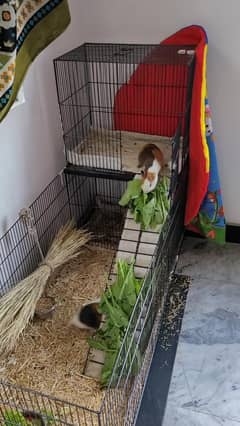 Custom made double storey cage for Rabbits, Hamsters & Guinea Pigs