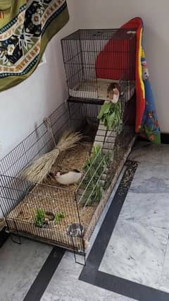 Cage for Rabbits, Hamsters & Guinea Pigs