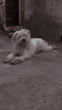 full lovely 5 din ka pala hia