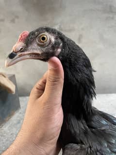 Aseel pathy (chicks) Hira father