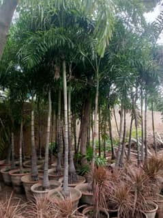 Fox Tail Palm Large