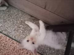 Persian kittens