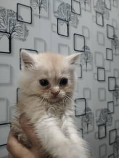 super cute Persian kitten for sale. . .