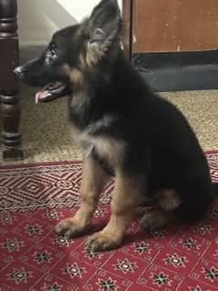 Gsd