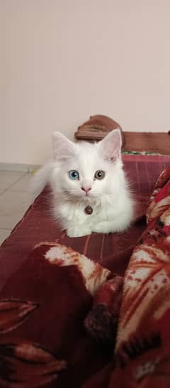 persian