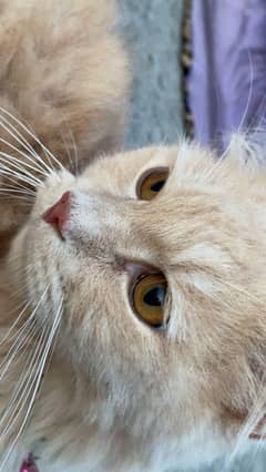 ya Mari male cat ha or ya brown color ki ha