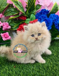 Persian Kittens |Fawn High Quality triple coted|Punch face|fluffy |cat