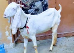 bakriey h Lene ho to rabta karay