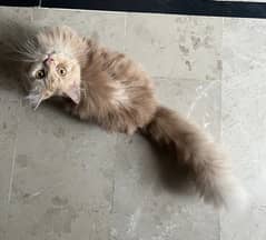 Pure ginger persian male cat