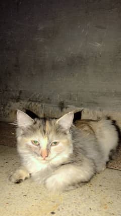 Perisan cat baby