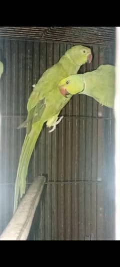 green parrot confirm breederpair