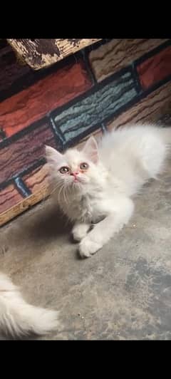Persian breed kitten triple coated available