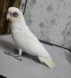 Corrella