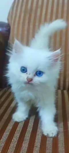 Persian kittens odd eyes
