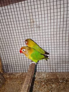 Fisher bird age 2year pair for sell price 3000