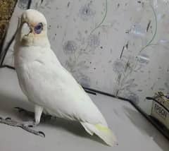 Corella Cocatoo