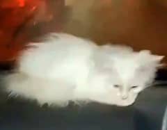 Persian cat