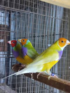 Exotics finches all variety