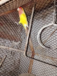 love birds pair age 2year for sale price 3000