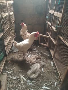 Hens and pigeon
