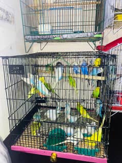 Parrot's with Cage's