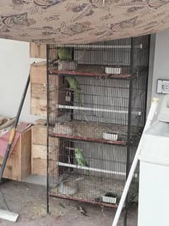 3 Green Ringnack Breeder Pairs With 3 Portion Iron Cage Good Condition