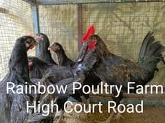 Ausrtalorp 4 female 3 male sab eak saath milain ga near to breed.
