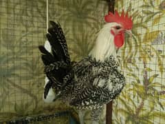 Fayoumi