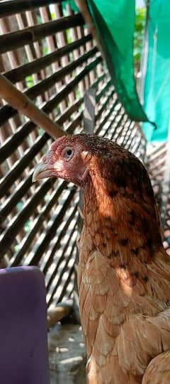 Aseel hen for sale in lahore