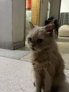 Persian almost 1 year …