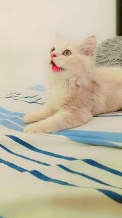 Persian kitten